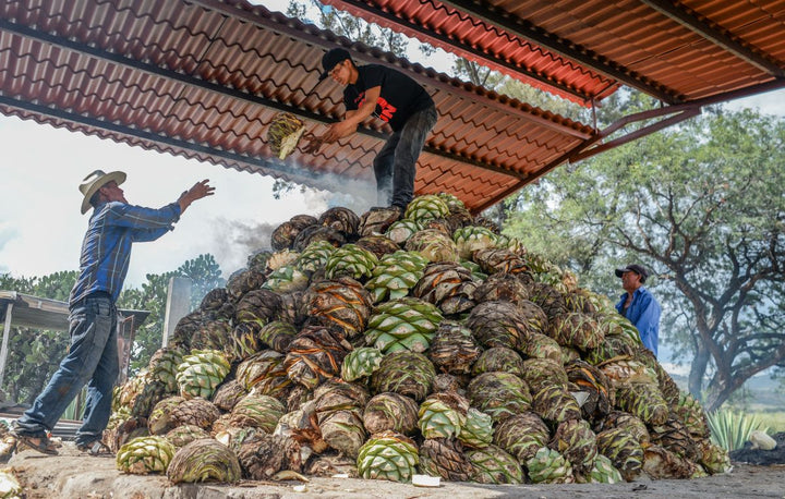 Two people working with a large pile of agave plants under a rustic shelter.