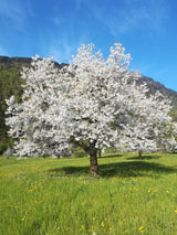 Blossoming tree in a field with mountains in the background