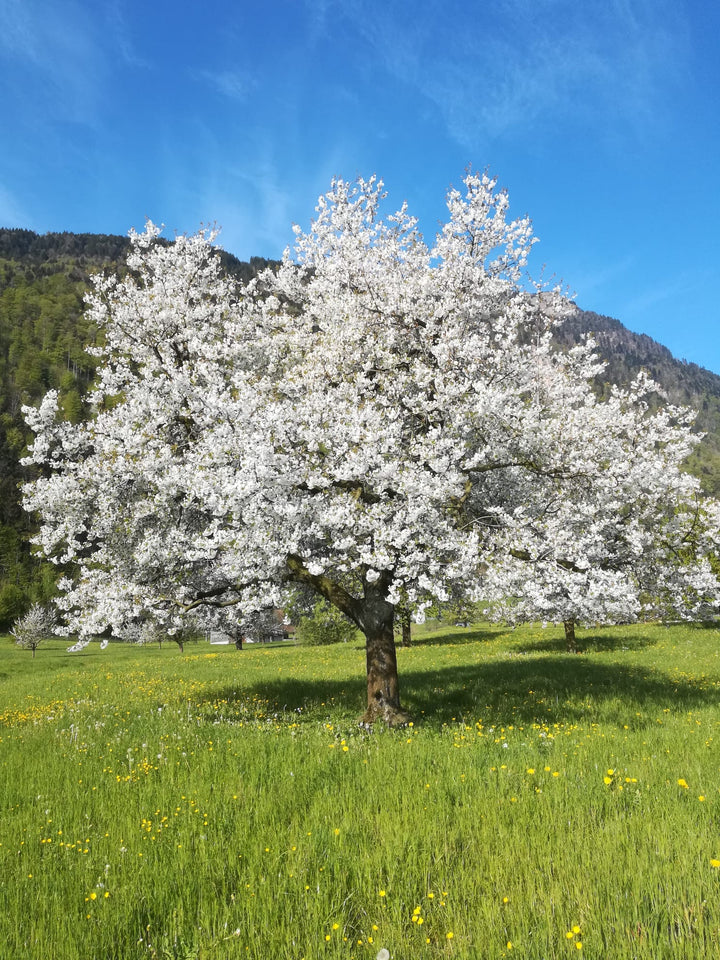 Blossoming tree in a field with mountains in the background