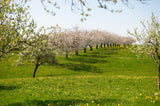 Cherry blossom trees in full bloom on a grassy hillside with a clear blue sky.