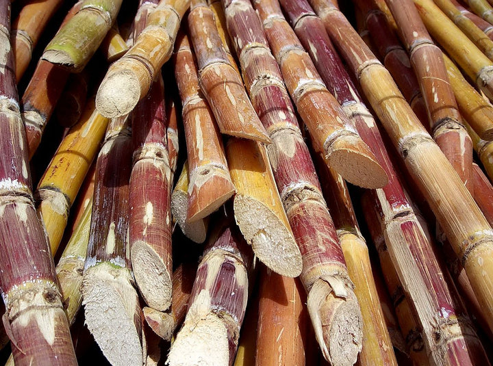 Close-up of multiple sugarcane stalks with varying colors.