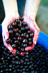 Hands holding dark berries with a blurred background