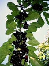 Bunches of black berries on a tree branch with green leaves.