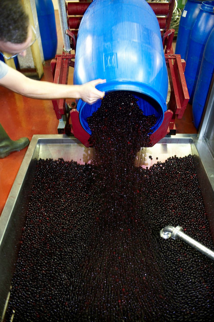 Person pouring black berries from a blue bucket into a large container.