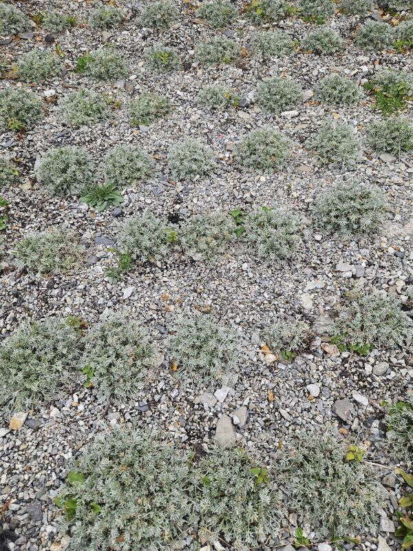  Sparse green plants on a gravelly surface