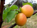Two apricots on a branch with green leaves in an outdoor setting.