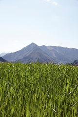 Green grass field with mountains in the background