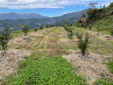 Scenic view of a hilly landscape with young trees and a clear sky.
