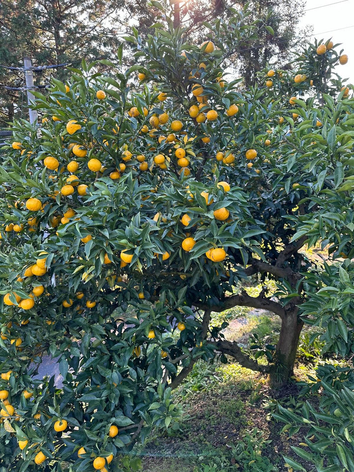 A citrus tree laden with many bright yellow oranges, photographed outdoors in a garden or orchard with green foliage and sunlight filtering through the leaves.