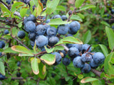 Cluster of blue berries on a green bush