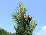 Pine tree with cones against a clear blue sky