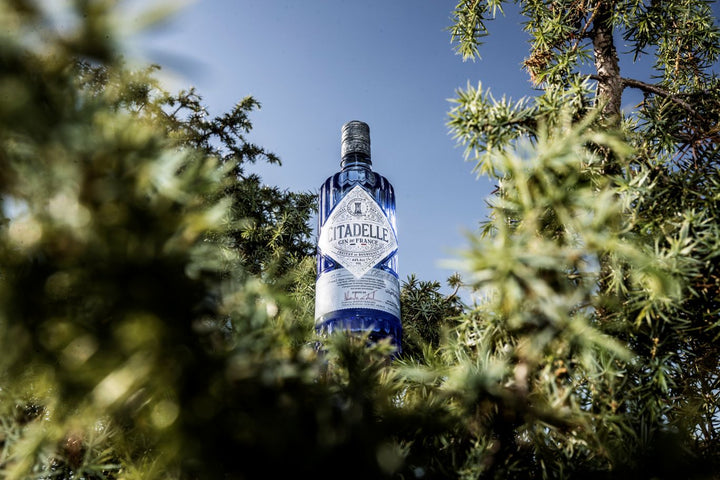 CItadelle gin bottle surrounded by greenery with a clear blue sky.