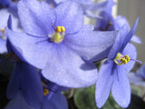 Close-up of purple African violets with water droplets on the petals.