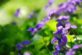 Close-up of purple flowers with green leaves in a garden setting