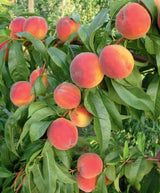 Ripe peaches on a tree branch with green leaves