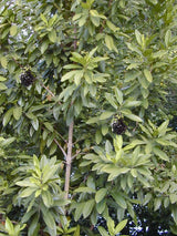 Tree with green leaves and dark fruits in a natural setting