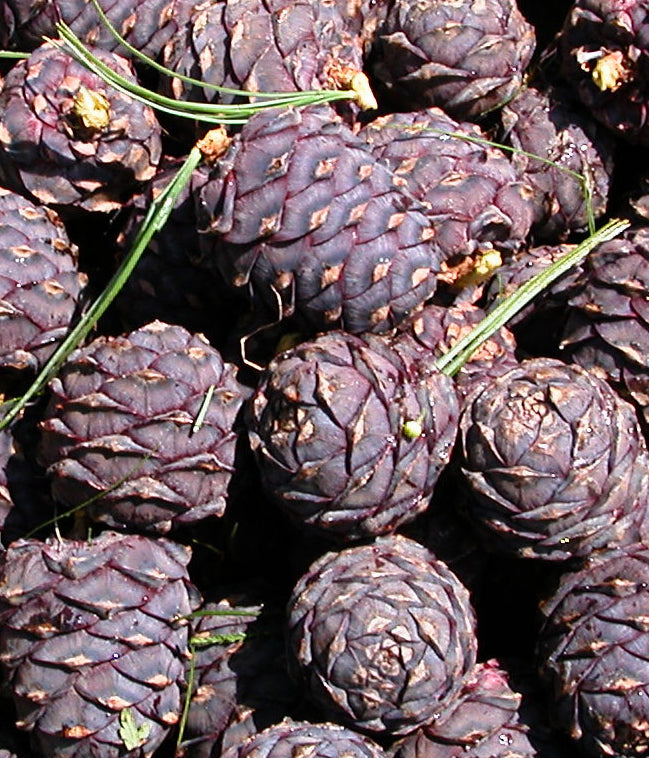 Zirbenz Stone Pine Liqueur of the Alps | Order Online | Curiada