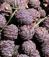 Close-up of dark purple pinecones with green needles.