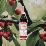 Bottle of Luxardo Sour Cherry Gin over a closeup image of cherry tree branch.